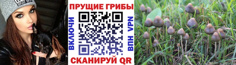 хочу наркоту Дмитровск Галлюциногенные грибы мицелий